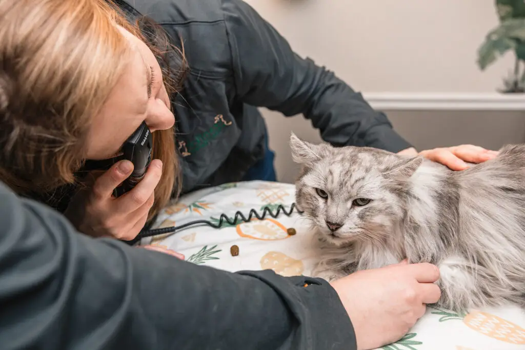 Veterinarians at Hoffman Animal Hospital examine a long haired cats eyes