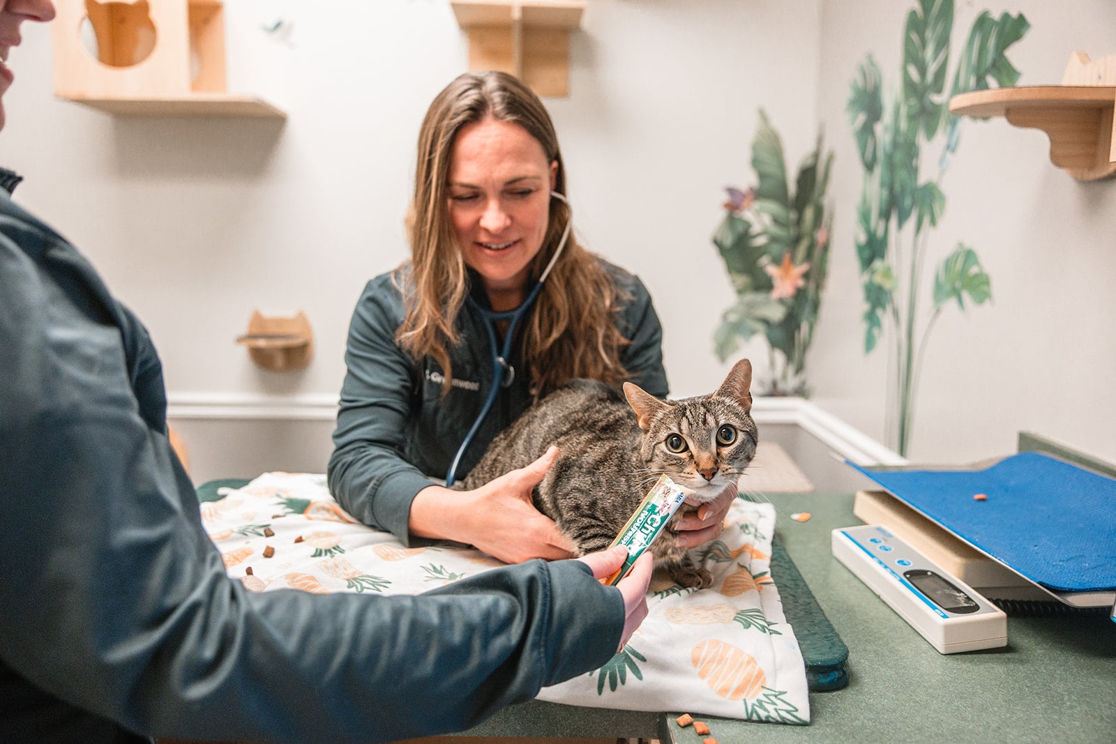 A cat receives a treat during a fear-free veterinary exam at Hoffman Animal Hospital