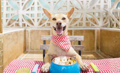 healthy weight dogs (1)